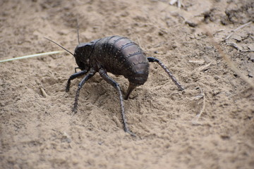 Bradyporus dasypus - female laying eggs