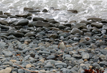 Gelbaugenpinguin Pinguin in Neuseeland