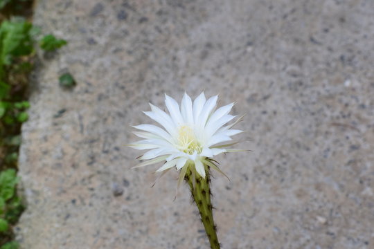 echinopsis eyriesii - flower