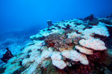 Losin south of Thailand 2018