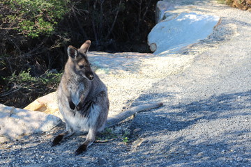 Wild wallaby