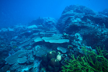 Losin south of Thailand 2018