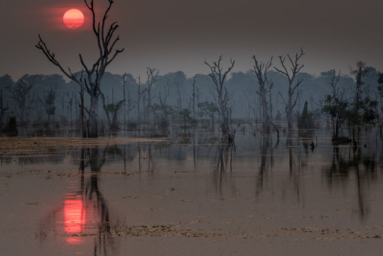 Dramatic sunset over a floading forest, Siem Reap, Cambodia