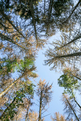 typesetter beetle destroys forest in Belgium