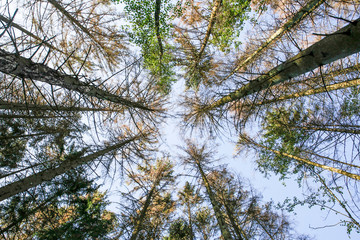 typesetter beetle destroys forest in Belgium
