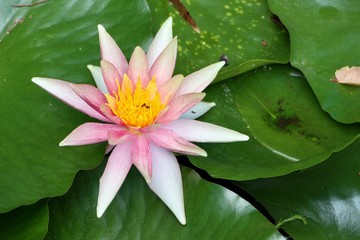 pink water lily in pond
