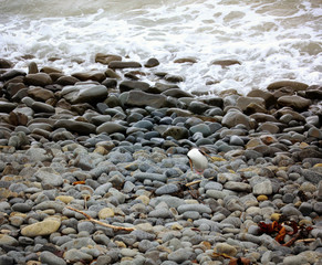 Gelbaugenpinguin Pinguin in Neuseeland