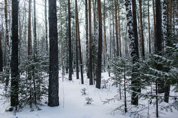 Beautiful snowy winter forest in the mountains