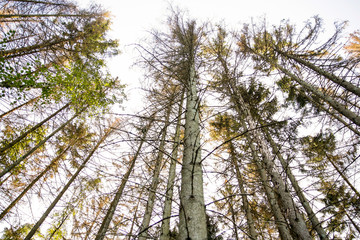 typesetter beetle destroys forest in Belgium