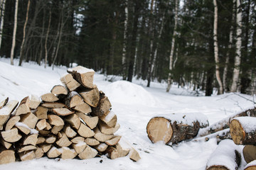 Firewood in the snow against the background of the forest