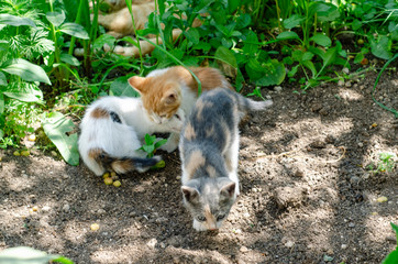  Cats playing in the garden