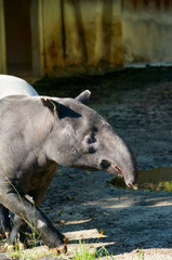 晴れた日に、日差しの中をゆっくりと歩くマレーバク