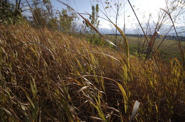 Fototapeta premium grass in the forest