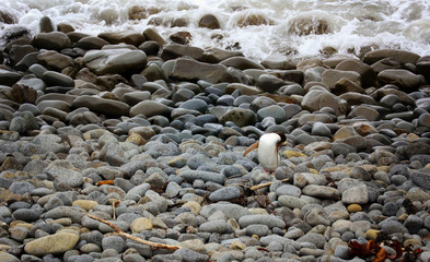 Gelbaugenpinguin Pinguin in Neuseeland