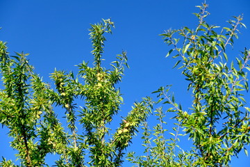 Branches d'amandiers avec amandes sur fond de ciel bleu.
