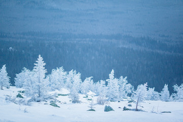 Fototapeta na wymiar Beautiful snowy winter forest in the mountains