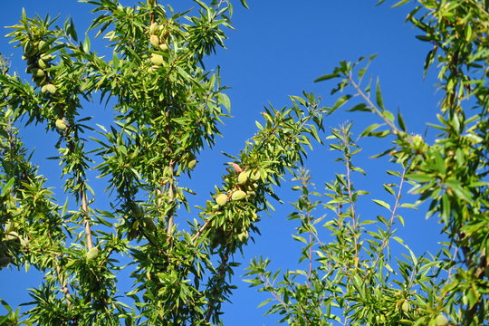 Branches d'amandiers avec amandes sur fond de ciel bleu.