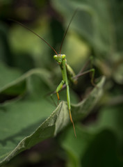 Macro portrait of the green praying mantis looking straight into camera with cute posture