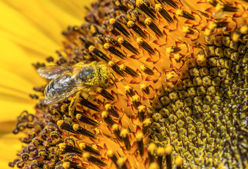 Honey bee on the blooming sunflower covered in yellow pollen