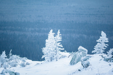 Beautiful snowy winter forest in the mountains
