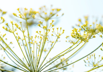 Soft yellow and blue background picture of the blooming fennel plant sideview