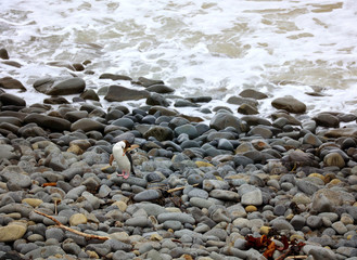 Gelbaugenpinguin Pinguin in Neuseeland