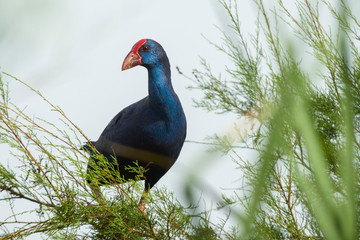common shrimp (Porphyrio porphyrio). Granada province in the Mediterranean. Spain