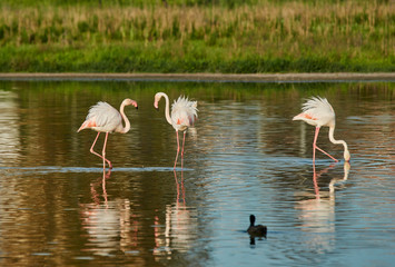 Common flamingo (Phoenicopterus roseus) in the lagoon of Fuente de Piedra in Malaga. Spain