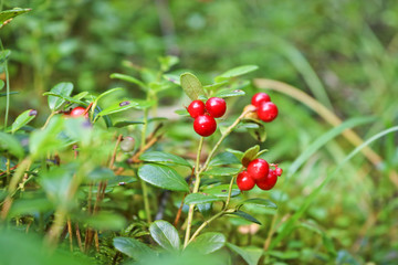 Large ripe lingonberries in the forest. Soft selective focus. Close-up.