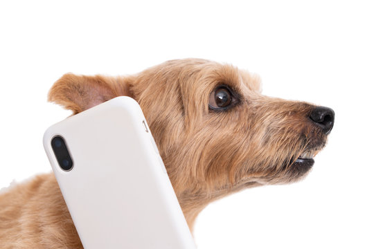 Norfolk Terrier dog talking on smart phone isolated on white background