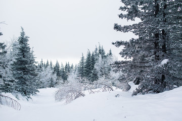 Obraz premium Beautiful snowy winter forest in the mountains
