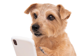 Norfolk Terrier dog using smart phone