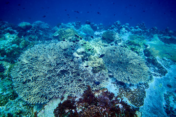 Losin south of Thailand 2018