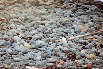 Gelbaugenpinguin Pinguin in Neuseeland