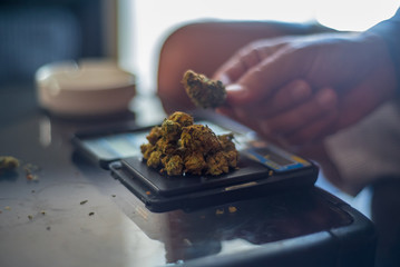 Marijuana buds prepared for measuring and packing for illegal distribution