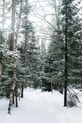 Beautiful snowy winter forest in the mountains