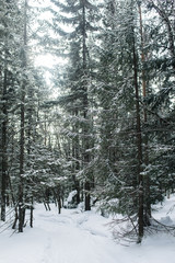 Fototapeta premium Beautiful snowy winter forest in the mountains