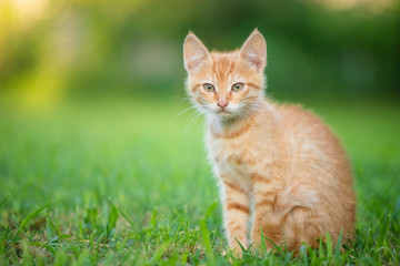 Young orange male cat sit on grass with blurred green background