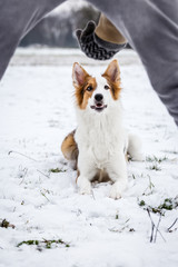 Training und Hundeerziehung in der Natur, Hund liegt im Schnee und macht Platz