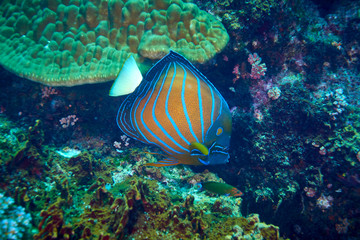 Blue Ring angelfish