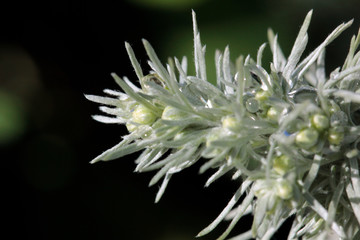 plante et gouttes d'eau