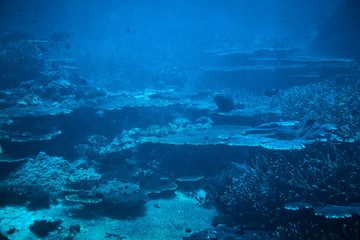 Orangespine Unicornfish