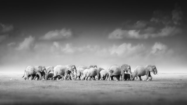Artistic, black and white photo of large herd of African Elephants, Loxodonta africana, from adults to newborn calf against dark background, savanna, low angle photo. Amboseli national park, Kenya.