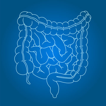 Intestines line illustration