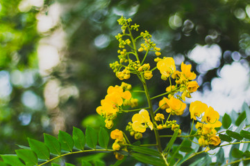 yellow flowers in the garden