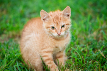 Young orange male cat sit on grass with blurred green background