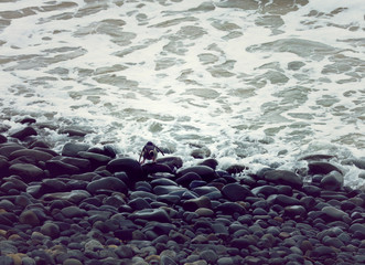 Gelbaugenpinguin Pinguin in Neuseeland