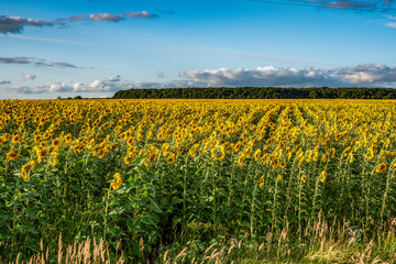 Fototapeta premium rural landscape, sky, clouds, field, yellow, flowering, sunflowers, clear, Sunny, day, nature, landscape, beauty, summer, space, distance, horizon, trees, grass, recreation, walk, trip, observation