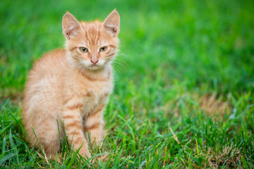 Naklejka na ściany i meble Young orange male cat sit on grass with blurred green background