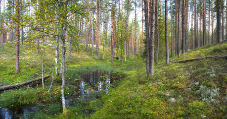 Beautiful forest landscape with pine trees and a small lake